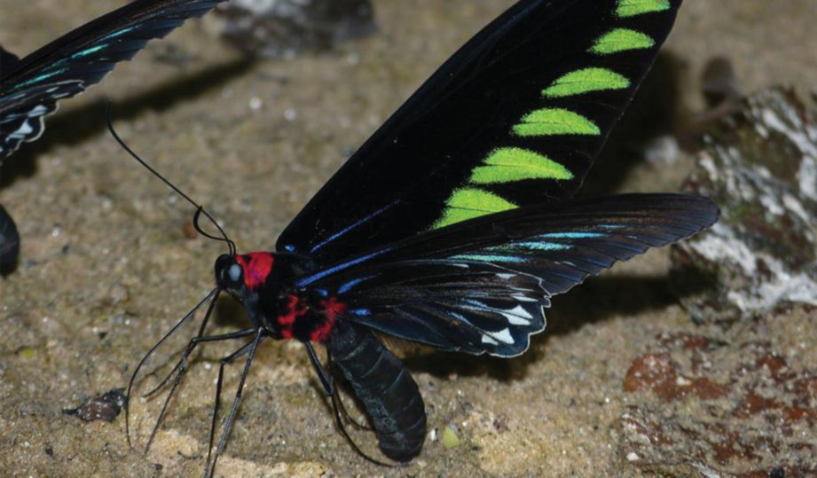 KEHADIRAN kupu-kupu Rajah Brooke’s menambahkan keceriaan Hutan Rekreasi Kuala Woh.