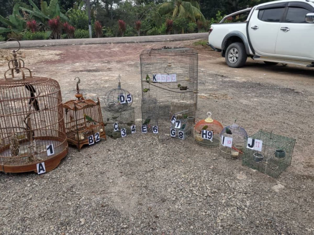 SEBAHAGIAN daripada burung yang dilindungi dirampas Perhilitan Negeri Sembilan di rumah seorang penduduk di Felda Palong Gemas. FOTO IHSAN PEMBACA