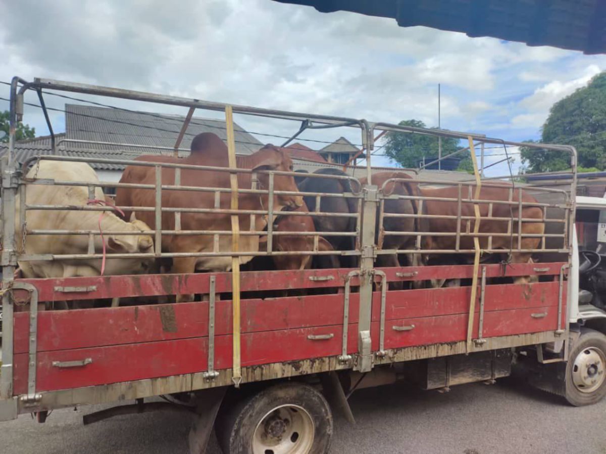 Lori yang ditahan di Jalan Terbak, Kelaboran dengan muatan 11 ekor lembu seludup dianggarkan bernilai RM138,600. FOTO IHSAN PGA