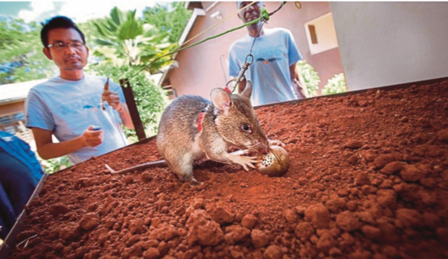 APOPO melatih tikus gergasi Afrika di Tanzania.