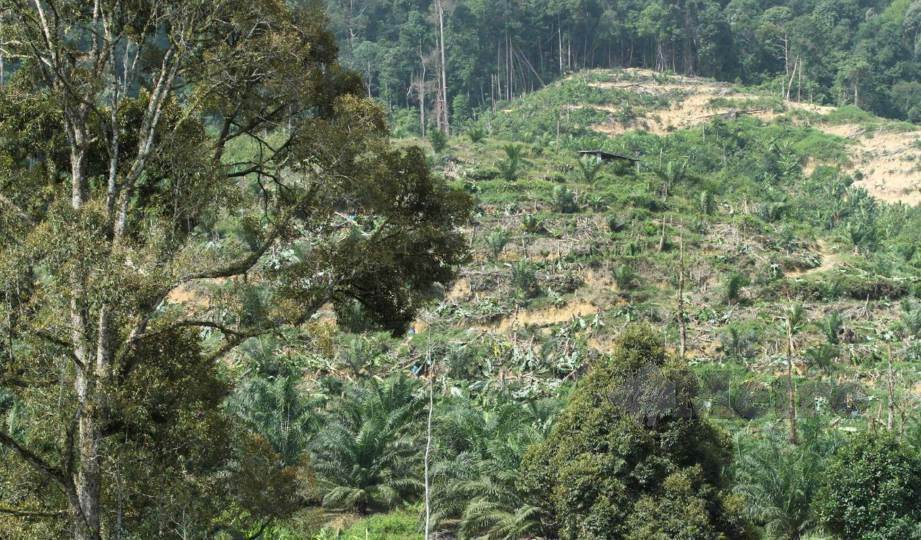 TANAH hutan simpan di Raub diteroka secara haram untuk tanaman durian. FOTO Arkib NSTP