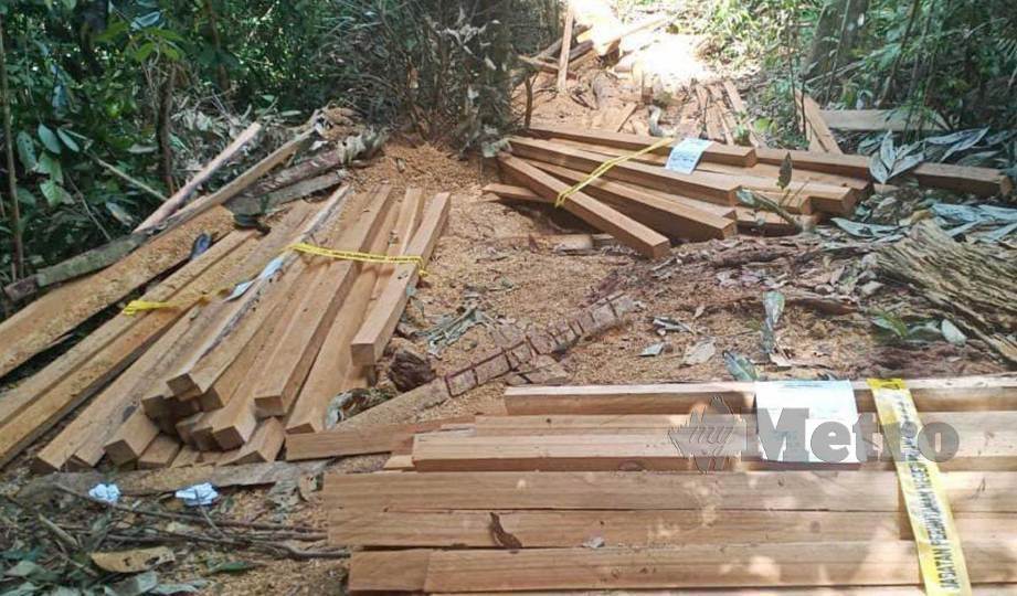 SEBAHAGIAN 362 kayu bergergaji pelbagai saiz yang dibelah secara haram dalam Hutan Simpan Tersang.FOTO Mohd Rafi Mamat