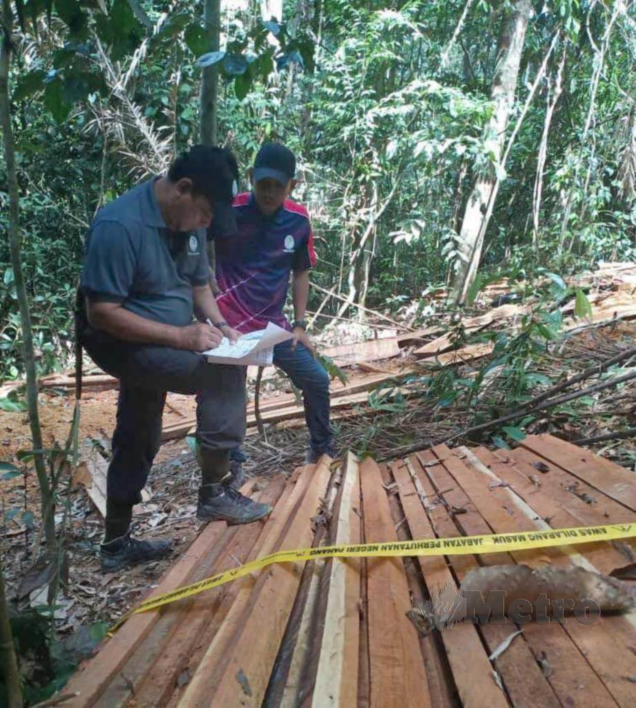 ANGGOTA Unit Penguatkuasa Zon Pahang Barat Jabatan Perhutanan Negeri Pahang (JPNP) memeriksa sebahagian 362 kayu bergergaji pelbagai saiz yang dibelah secara haram dalam Hutan Simpan Tersang.FOTO Mohd Rafi Mamat