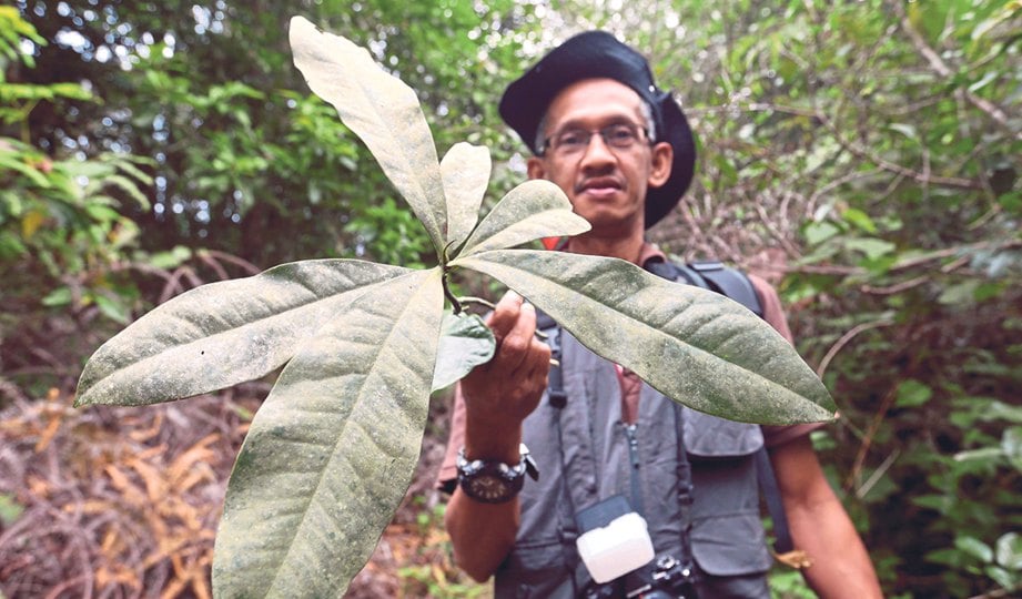 SAINTIS dari Universiti Sains Malaysia, Dr Rahmat Zakaria menunjuk pokok akar julung hitam.