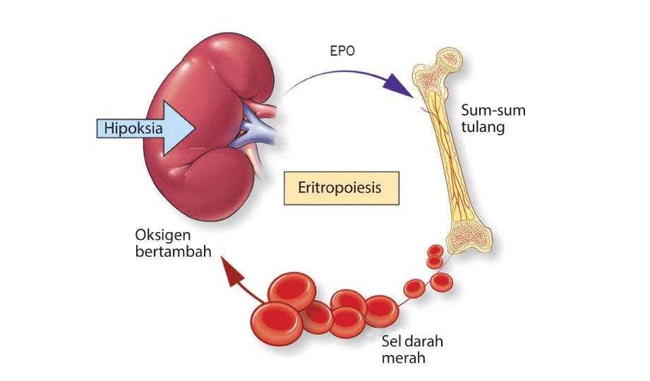 KITARAN penghasilan EPO oleh buah pinggang merangsang sum-sum tulang menghasilkan sel darah merah.