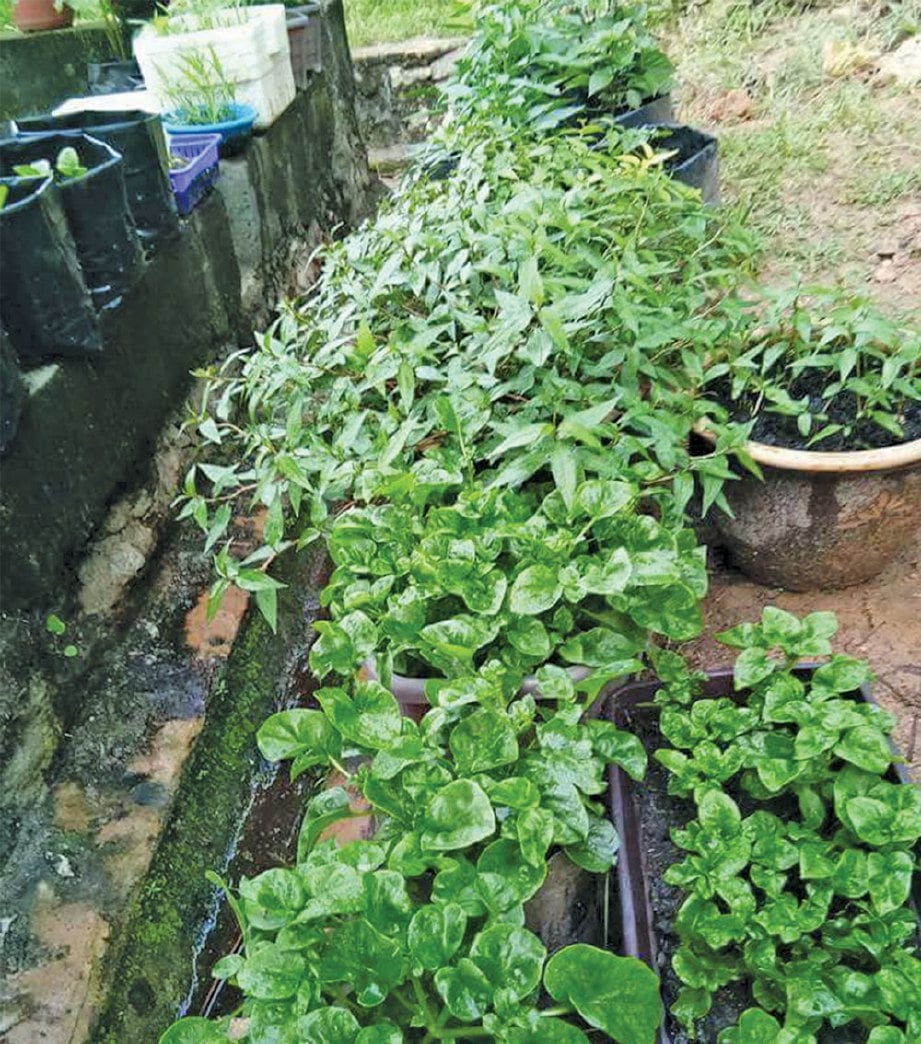 ANTARA tanaman yang tumbuh subur menggunakan baja organik sisa dapur.