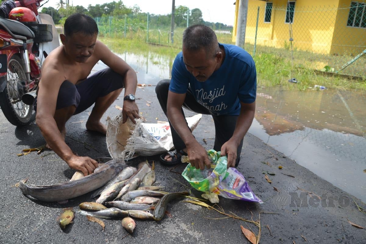 AZHAR (kanan) dan Rohaizad bersyukur dengan ikan yang dijala di kawasan dilanda banjir di Kampung Pulau, Durian Tunggal dekat Alor Gajah. FOTO HASSAN OMAR