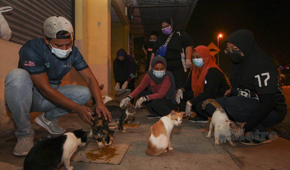 MUHAMAD Azril (kiri), bersama sukarelawan yang lain memberi kucing terbiar makan di sekitar pekan Rembau berikutan pelaksanaan Perintah Kawalan Pergerakan Bersyarat (PKPB). FOTO Azrul Edham Mohd Aminuddin