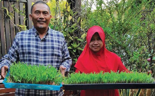  MUSTAPHA Kamal Mohd Salleh, 54, dan isteri, Rahayu Mat Arop, 49, menunjukkan rumput ternakan yang disemai menggunakan kaedah hidroponik sederhana.