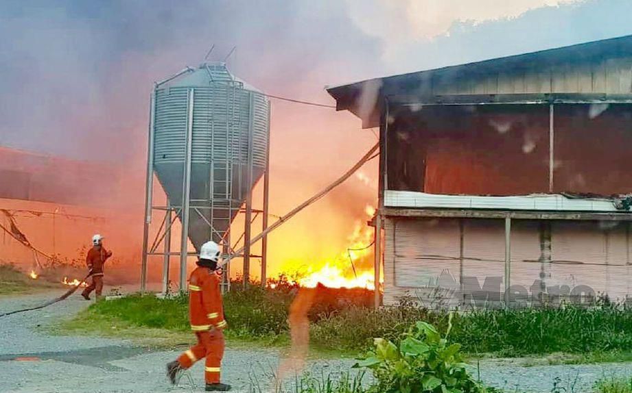 BOMBA berusaha memadam api kebakaran memusnahkan pusat ternakan ayam. Foto ihsan bomba.