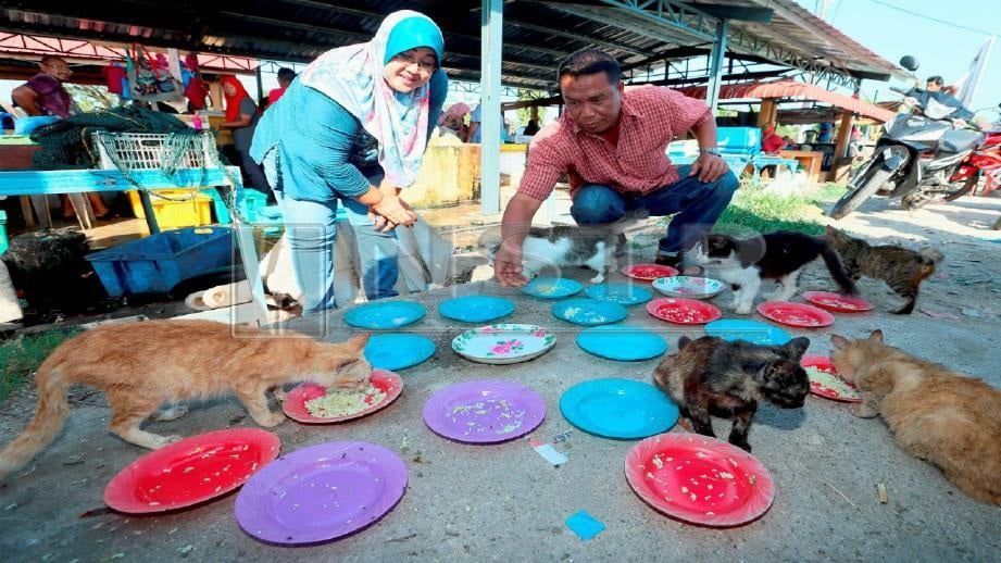 ROSLI dan Mariam memberi makanan kepada kucing jalanan di pelantar ikan Kubang Rotan, Kuala Kedah, Alor Setar. Foto AMRAN HAMID