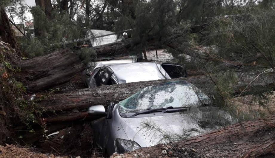 Ribut dan angin kencang menyebabkan pokok rhu tumbang di atas kenderaan dan jalan raya utama Sungai Rengit, Bandar Penawar, Kota Tinggi. FOTO ihsan bomba