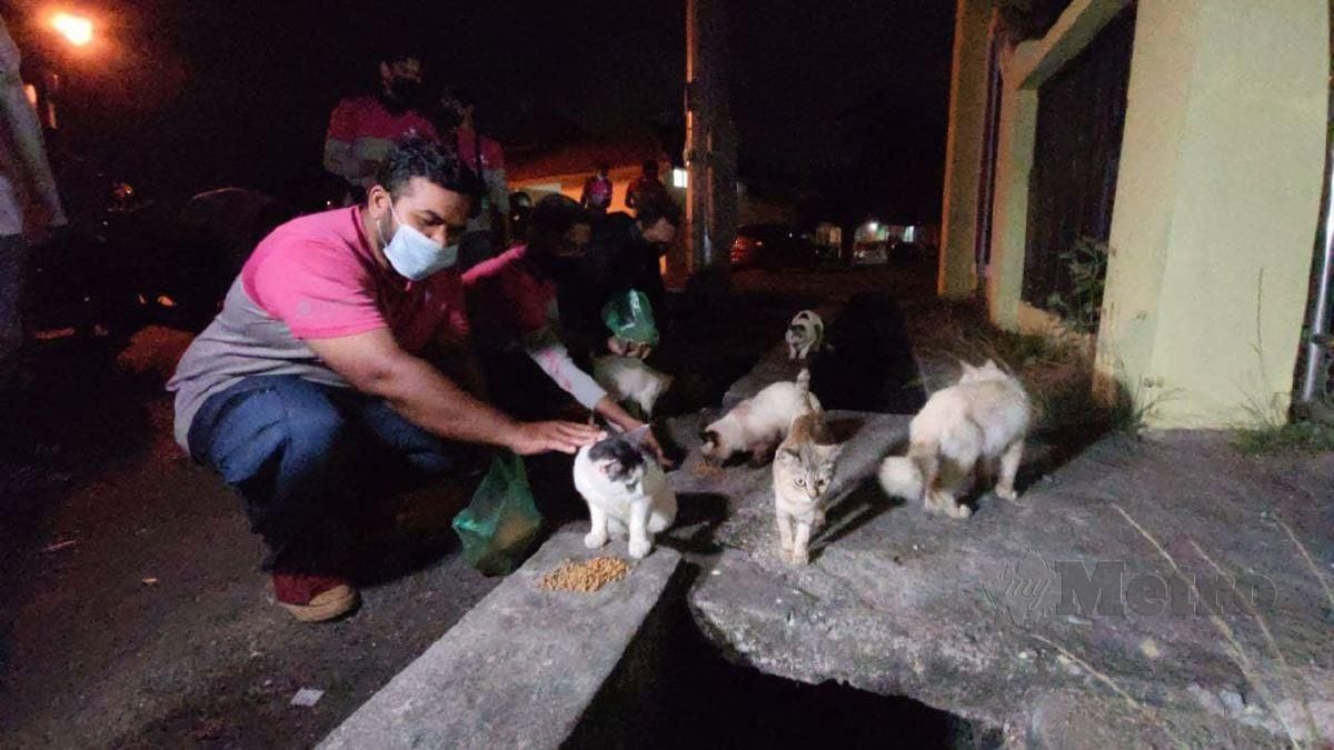 PENGHANTAR makanan memberi makanan kepada kucing terbiar di sekitar pasar Kota Jembal, Kedai Lalat. FOTO Syaherah Mustafa