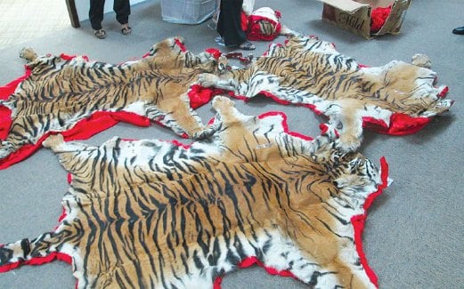 KULIT harimau yang dirampas ketika operasi perdagangan haram haiwan itu. - Foto Akira Leyow/TRAFFIC