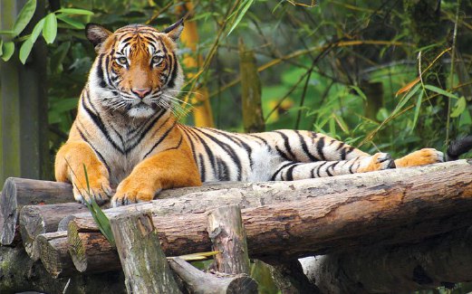 KECANTIKAN belang pada Harimau Malaya menjadi tumpuan pemburu haram. - Foto Jake Leong/MYCAT