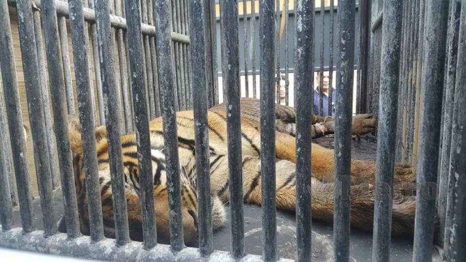 Harimau yang dipercayai masuk kawasan Kampung Besul Lama, Bukit Besi di Dungun berjaya ditangkap PERHILITAN, hari ini. Foto Imran Makhzan 