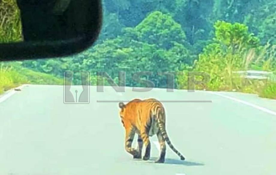 GAMBAR seekor harimau yang sedang melintas jalan di kawasan Bukit Dedari Jalan Kuala Tahan - Kampung Pagi yang berjaya dirakam Shahrul Azwan Abdul Halil 27 pada 3.45 petang, hari ini. FOTO Ihsan Pembaca