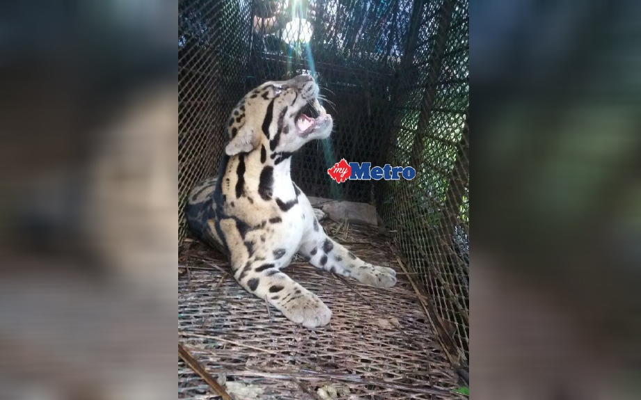 Harimau dahan yang berjaya ditangkap. FOTO Amran Yahya