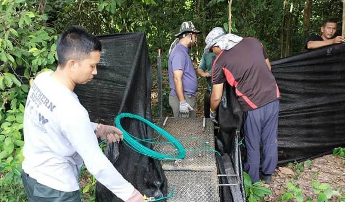 KAKITANGAN Jabatan Perhilitan Negeri Sembilan sedang memasang perangkap harimau kumbang di kawasan sekitar Kampung Tengah Kuala Pilah. FOTO Ihsan Perhilitan