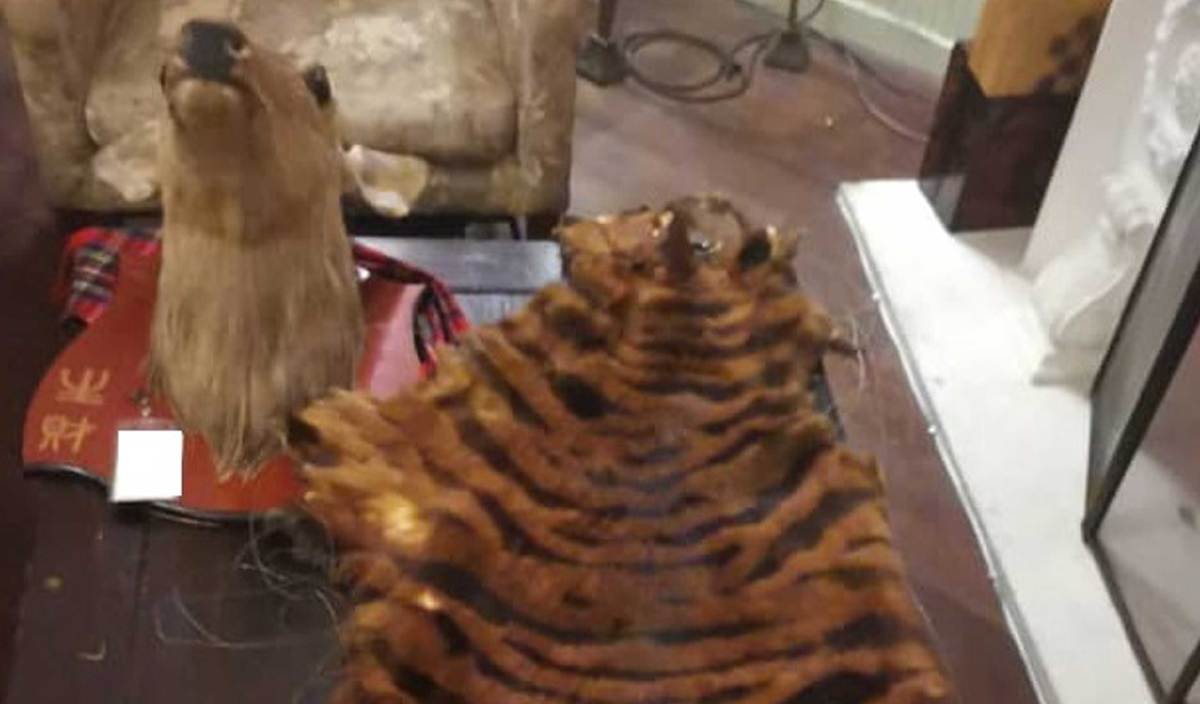 KULIT harimau yang dirampas Perhilitan susulan serbuan di restoran di Sentul. FOTO Ihsan Perhilitan