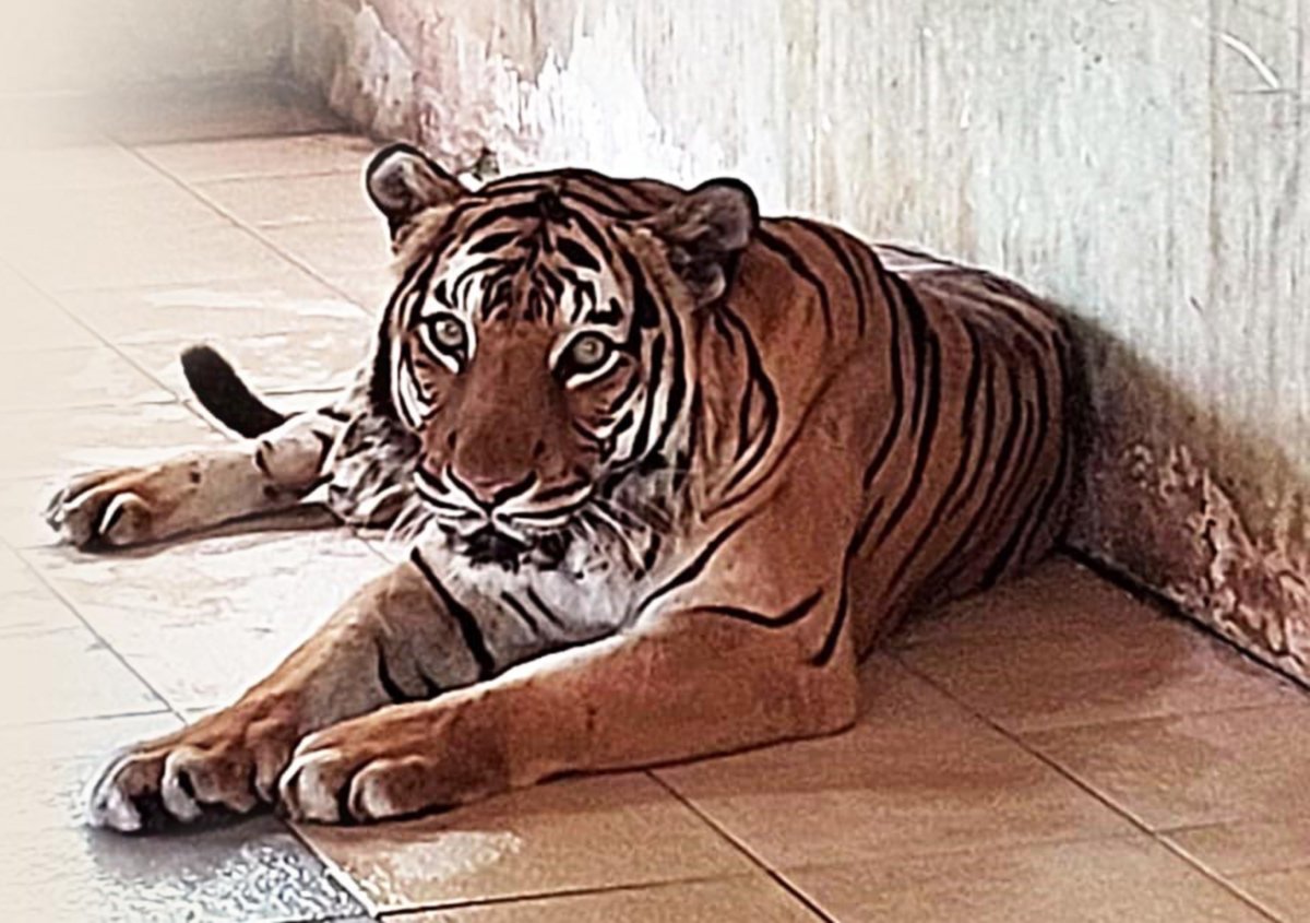 SEJUMLAH 14 ekor Harimau Malaya kini di bawah jagaan Unit Harimau NWRC, Sungkai. 