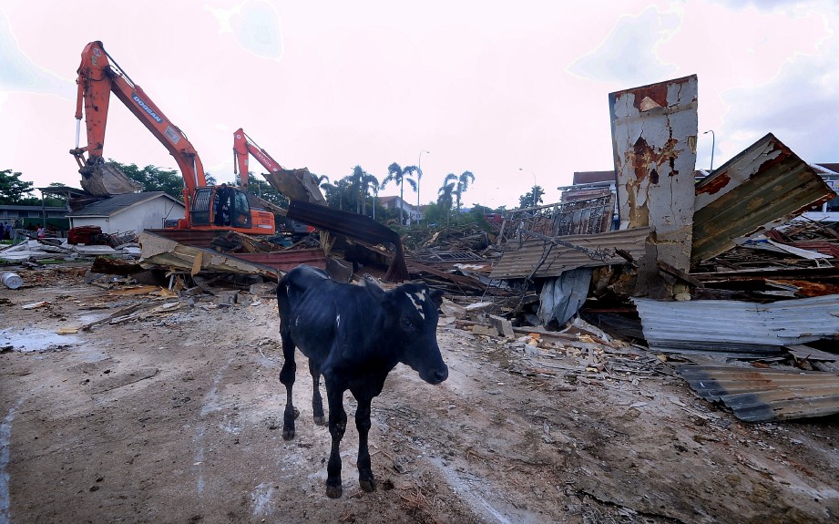 SEEKOR lembu berkeliaran ketika operasi merobohkan kandang ternakan di tanah rizab masjid dan sungai) di Bandar Botanic, Klang hari ini. FOTO Bernama.