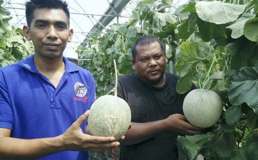 KARRI (kiri)  menunjukkan buah rock melon .