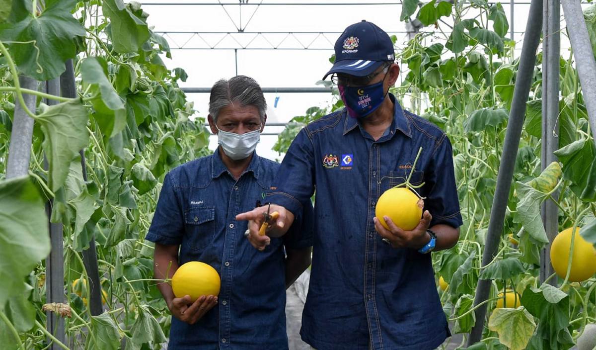 ROSOL (kanan) mendengar penerangan daripada Timbalan Pengarah Pertanian negeri Zulkepli Amin mengenai buah Melon Manis Terengganu semasa melakukan lawatan di Taman Kekal Pengeluaran Makanan (TKPM) Peradong, Manir. FOTO BERNAMA