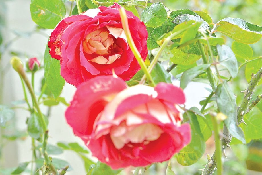 WARNA ros dipanggil Red Baccara atau ros cinta yang cantik dipandang.