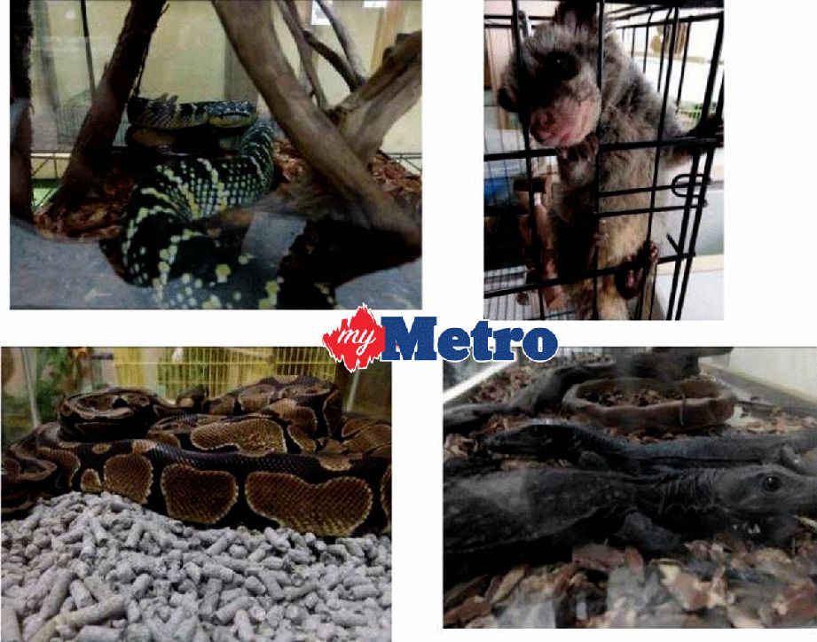 ANTARA haiwan dirampas PERHILITAN dalam serbuan di dua rumah di Majidee, semalam. FOTO ihsan PERHILITAN