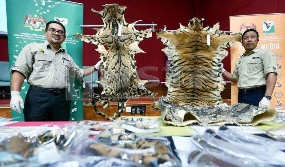 ABDUL KADIR  menunjukkan kulit Harimau Malaya yang dirampas daripada pemburu haram. FOTO NSTP