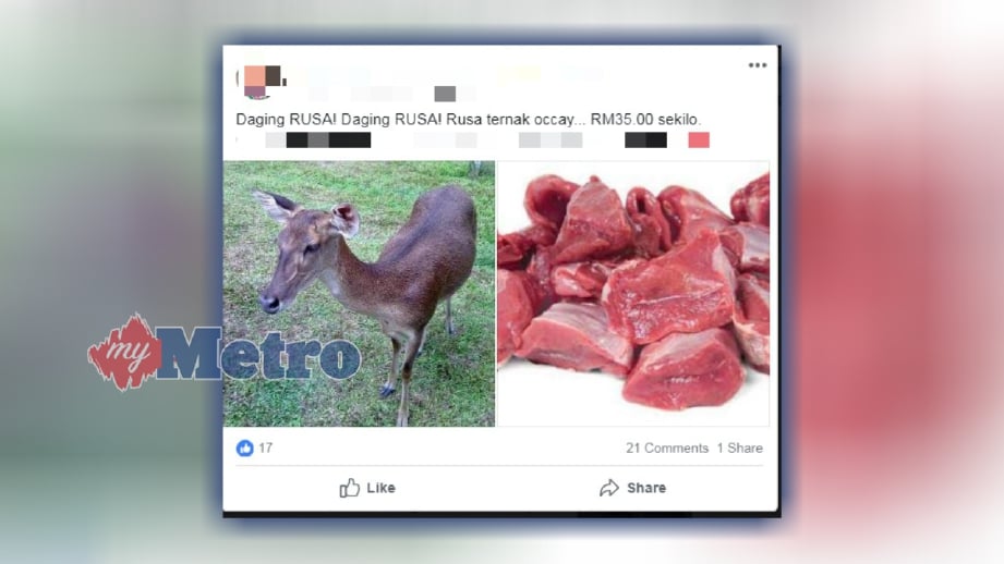 ANTARA tawaran daging rusa pada harga RM35 di Facebook. FOTO Hiasan 