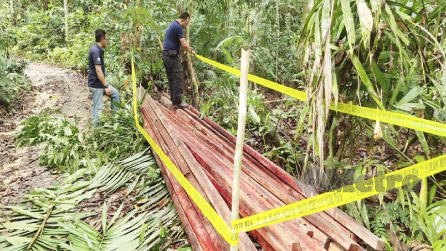 Cubaan curi hasil  hutan  gagal Harian Metro