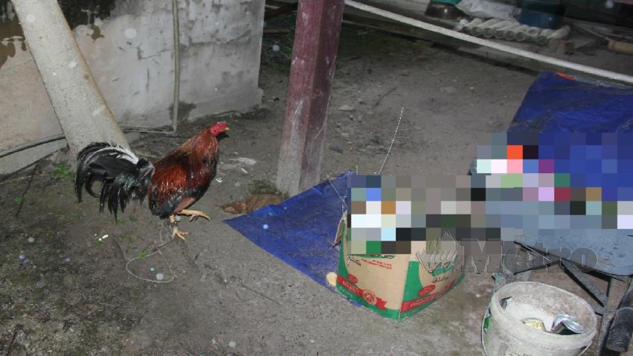 Seekor ayam sabung yang ditemui dalam serbuan polis di ladang kelapa sawit di Jalan Makasing, Mendamit di Limbang, semalam. Foto Norsyazwani Nasri