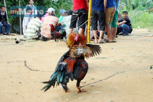 KAKI judi sabung ayam yang ditahan dalam serbuan di Kampung Wadihana Johor Bahru petang tadi.