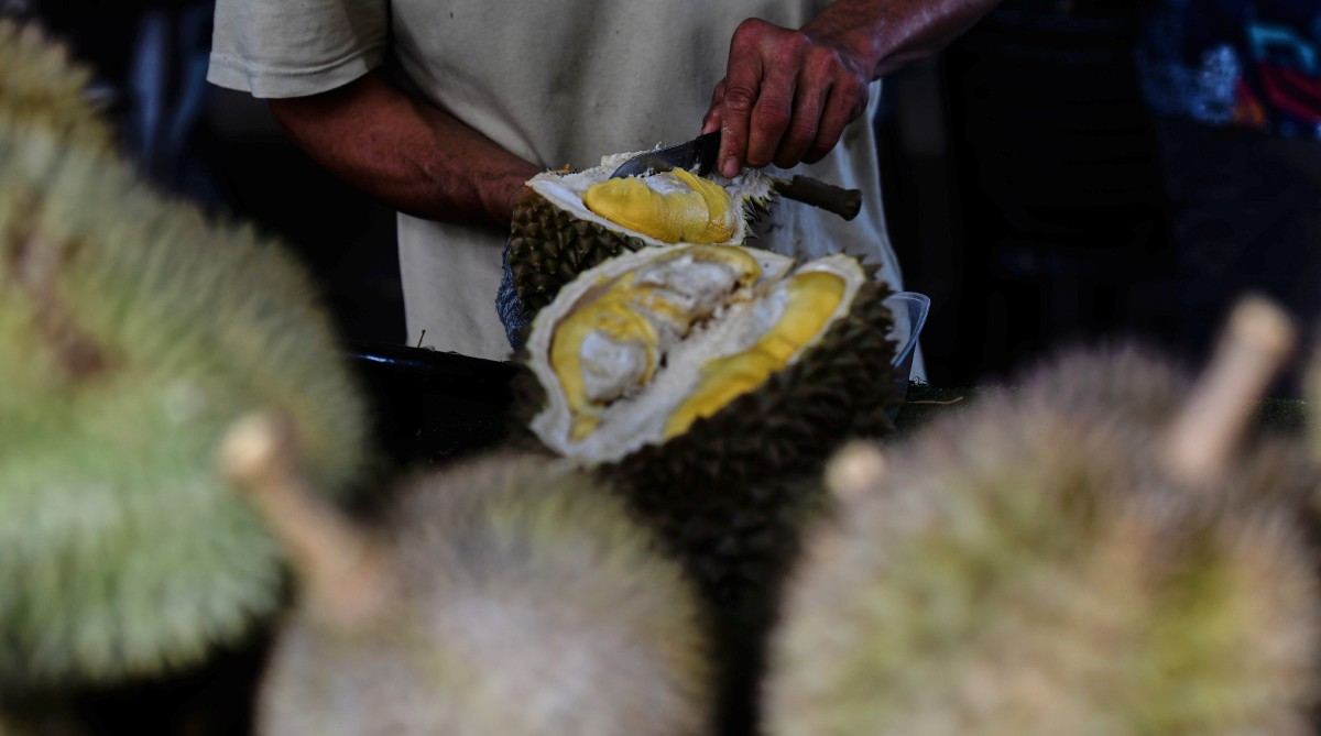 BALIK Pulau sememangnya terkenal sebagai syurga durian di kalangan penggemarnya. FOTO BERNAMA