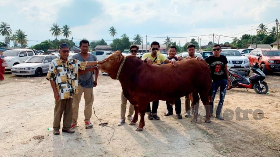 Redzuan (dua kiri) bersama lembu sado jenis baka limosin yang dijualnya pada harga RM14,300. FOTO Ahmad Rabiul Zulkifli