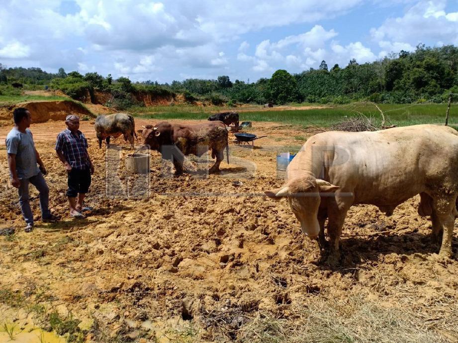 PENDUDUK melihat empat lembu sado yang dibeli dengan harga RM30,000. FOTO Ahmad Rabiul Zulkifli 