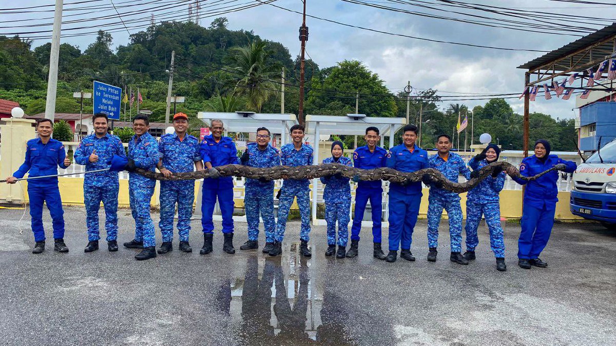 ANGGOTA APM Kuala Pilah mengangkat seekor ular sawa batik seberat 130 kilogram (kg) yang ditangkap di Kampung Terentang, Batu Kikir, di sini, tengah malam tadi. FOTO IHSAN APM