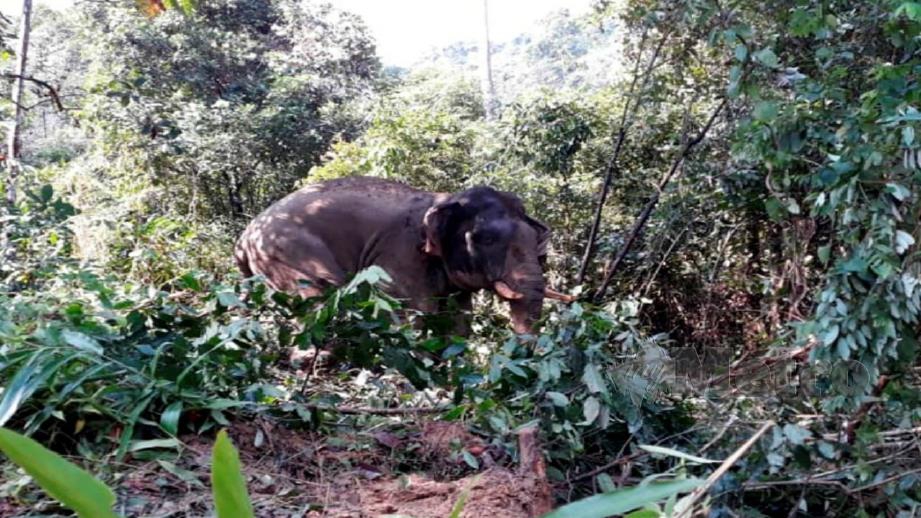 Gajah liar yang berjaya ditangkap PERHILITAN di Kampung Air Kayan, Jedok di Tanah Merah hari ini. Foto Ihsan PERHILITAN