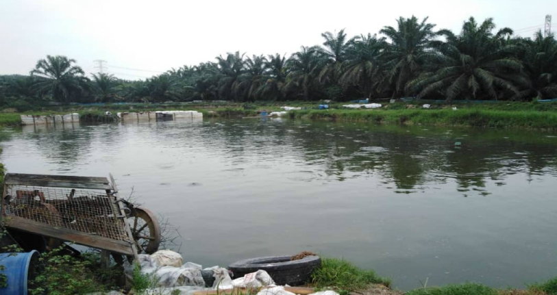 Kolam ikan keli punca pencemaran | Harian Metro