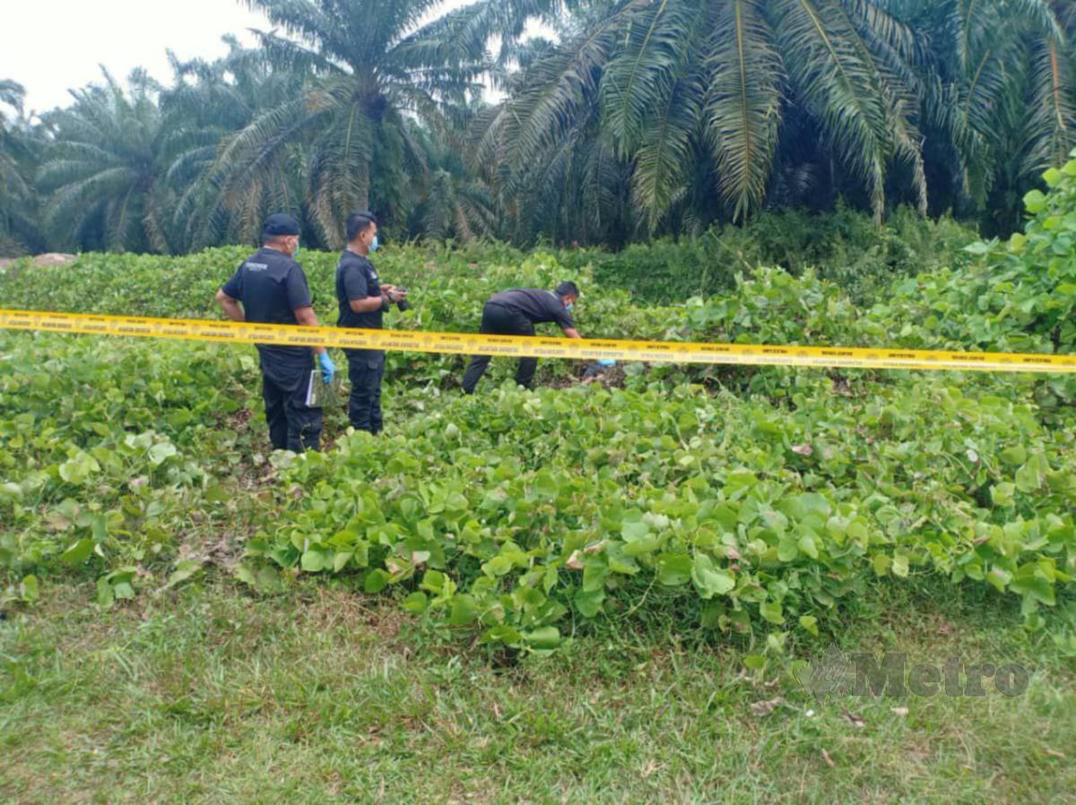 PASUKAN polis menjalankan siasatan di lokasi penemuan mayat lelaki hampir reput dan berulat di kebun kelapa sawit, di Kemuning, Sabtu lalu. FOTO ihsan pembaca