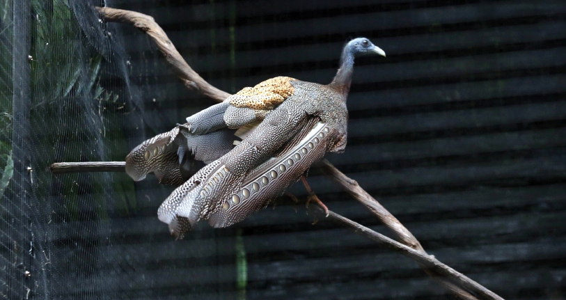 Biak Burung Kuang Raya