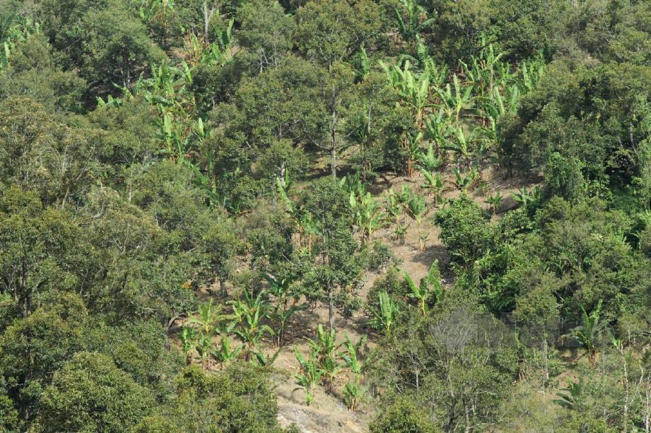 Tanah hutan simpan di Raub diteroka secara haram untuk tanaman durian. FOTO NSTP