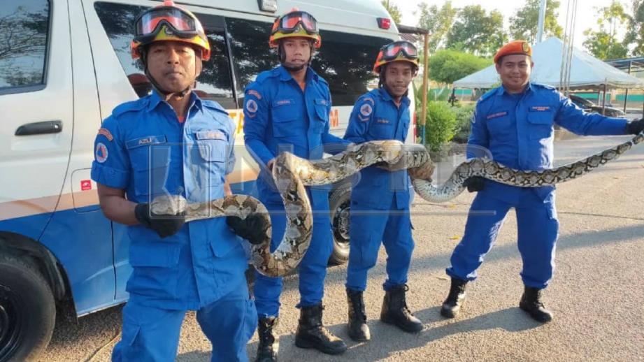 Anggota APM Padang Terap menangkap ular sawa di dalam reban ayam semalam. FOTO Ihsan APM