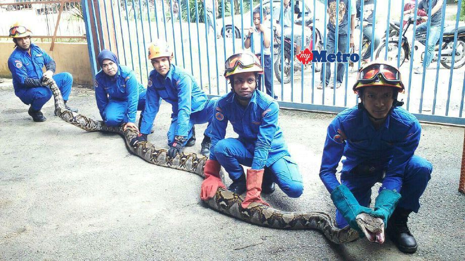 APM menunjukkan ular sawa batik yang berjaya ditangkap. FOTO Ihsan APM