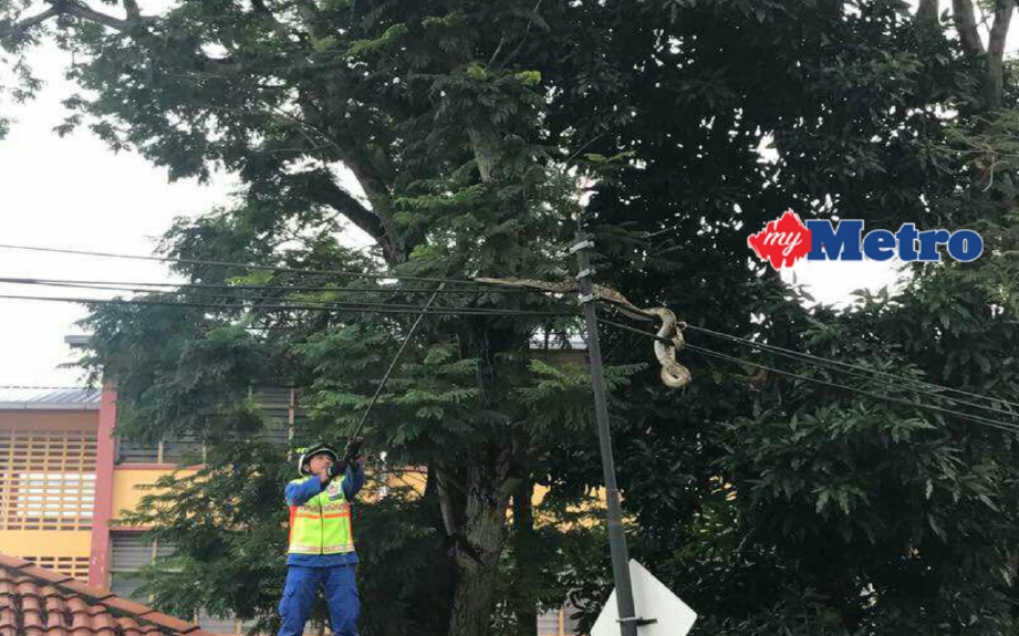 Anggota APM menangkap ular sawa yang melingkari tiang dan kabel TM di Jalan Gurney, pagi tadi. FOTO ihsan Sarhan Wasim