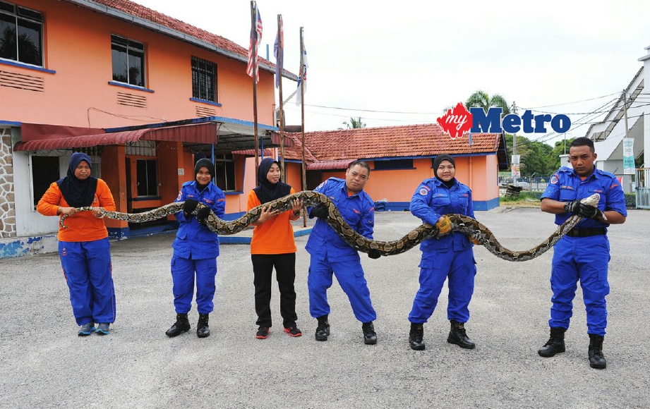Anggota APM bersama ular sawa batik seberat 60kg yang ditangkap di Kampung Sri Duyung, Batu Pahat. - Foto Ihsan APM