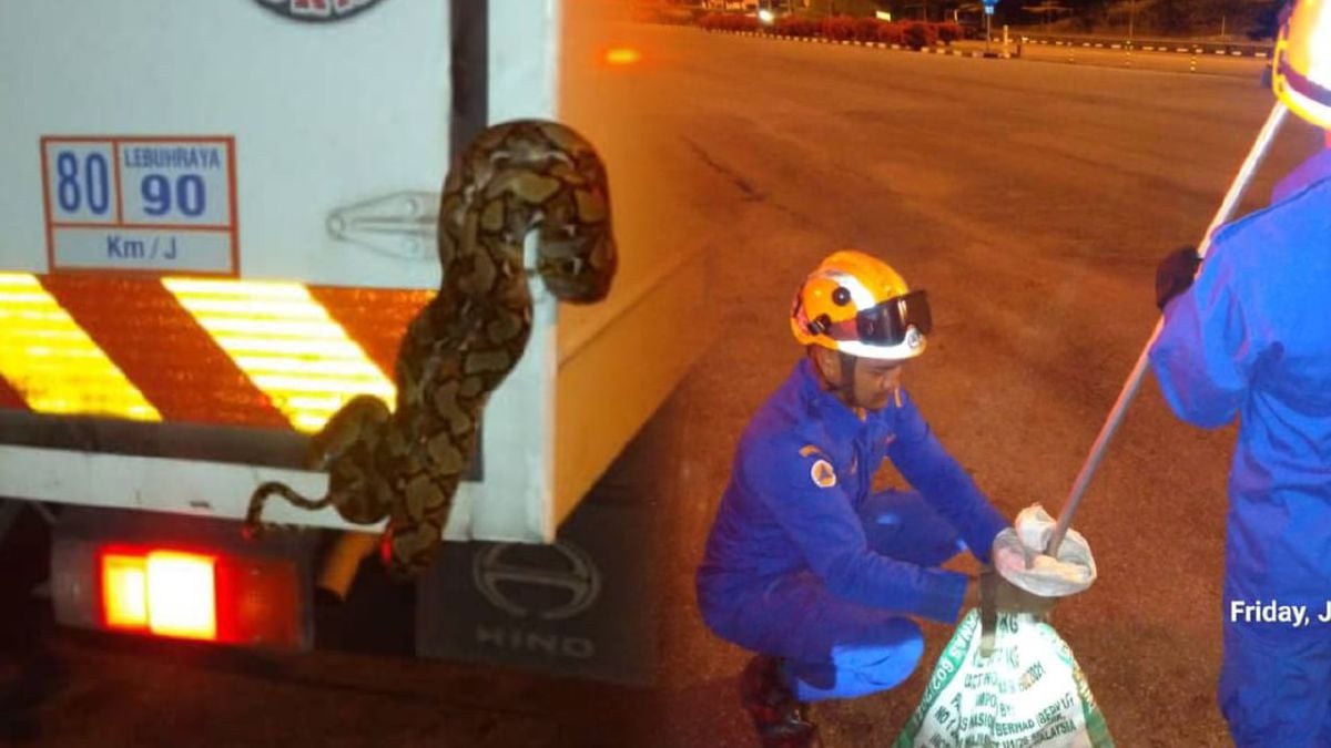 Ular sawa batik melingkar pada besi di belakang lori dalam kejadian di Plaza Tol Simpang Ampat, Alor Gajah - Foto Ihsan APM Alor Gajah.