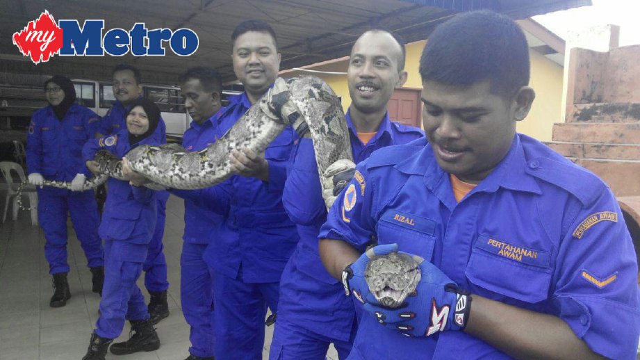 Anggota APM menunjukkan ular sawa yang ditangkap di Kampung Air Melintas Besar pagi tadi. FOTO Zulfa Mohamad